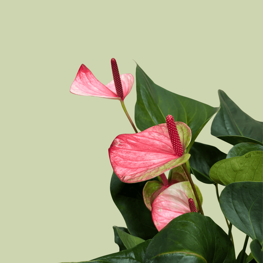 Anthurium 14cm with Ceramic Planter - The Flower Crate