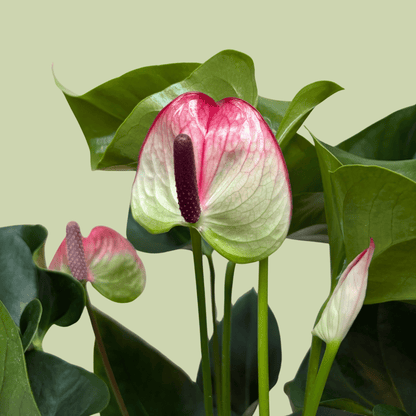 Anthurium 14cm with Ceramic Planter - The Flower Crate