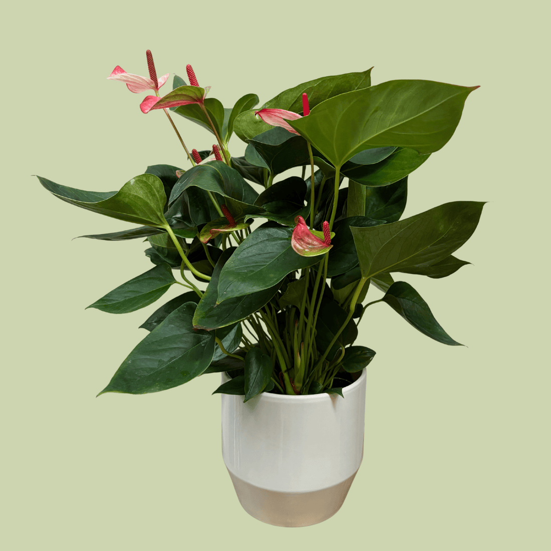 Anthurium 14cm with Ceramic Planter - The Flower Crate