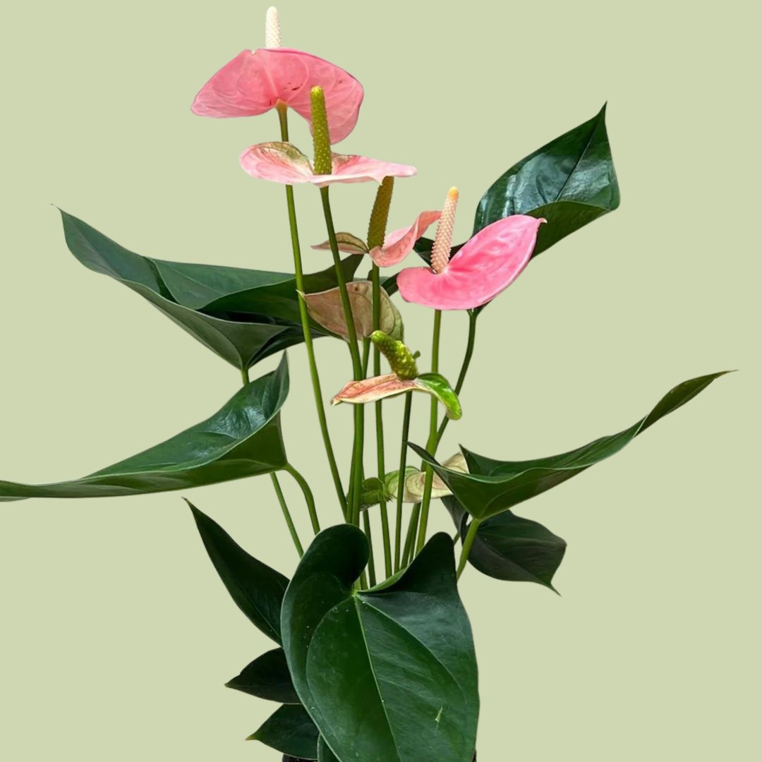 anthurium joli Anthurium Joli Pink