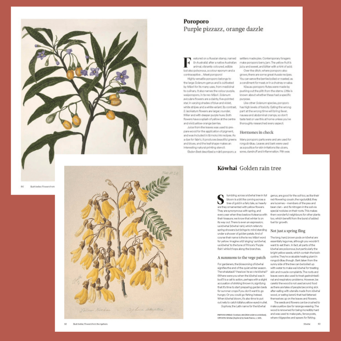 Aotearoa in Bloom - The History, Culture and Practical uses on NZ’s Flowers - The Flower Crate