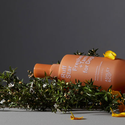 Ashley &amp; Co - Ruff Star - The Flower Crate