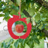 Bamboo Bird Feeder - Red Apple - The Flower Crate