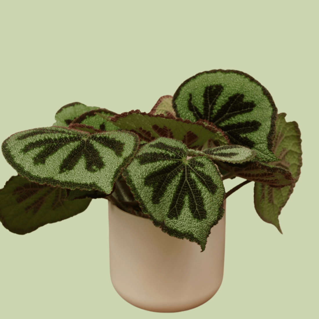 Begonia Mosoniana &amp; Ceramic Planter Pot - The Flower Crate