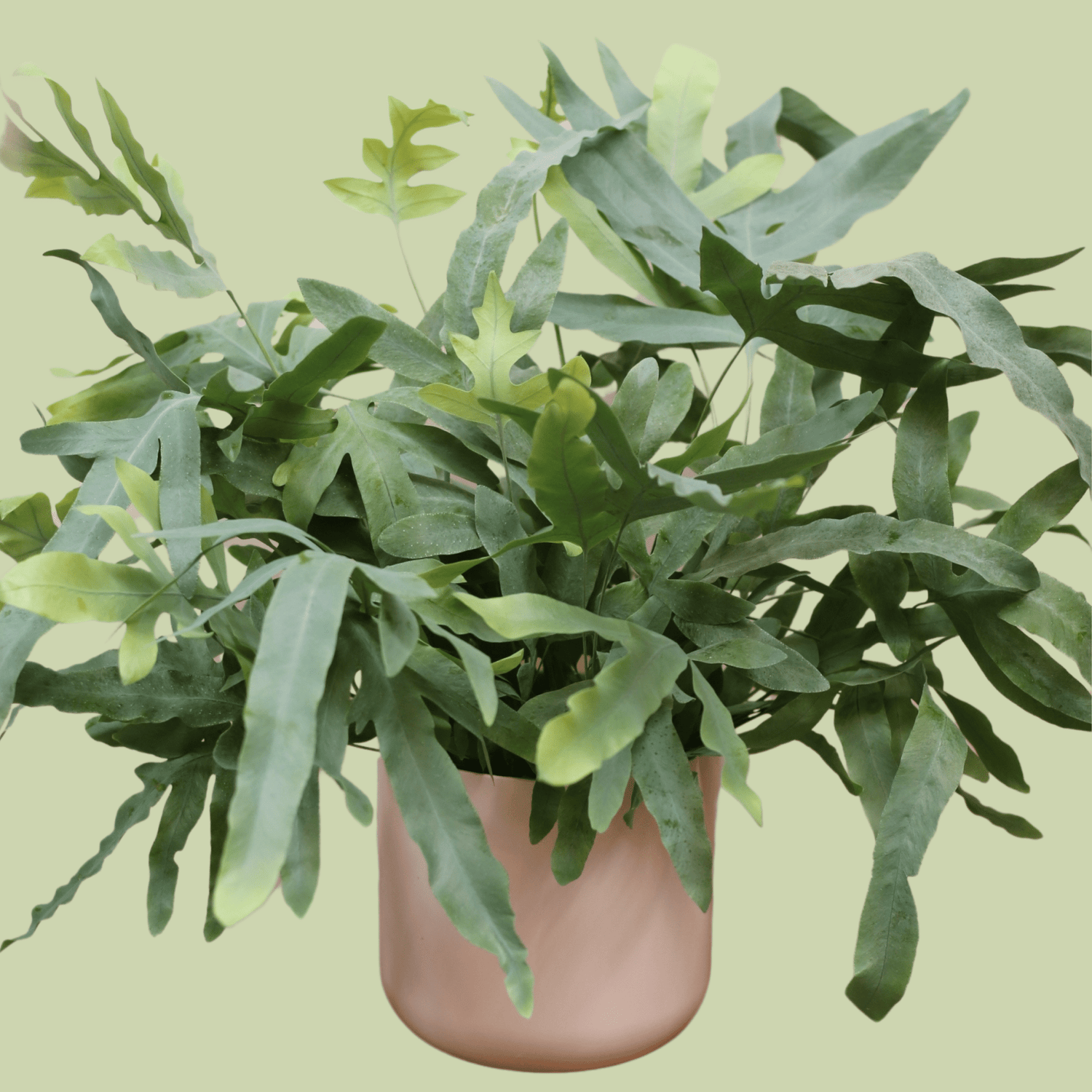 Blue Star Fern with Pot - The Flower Crate