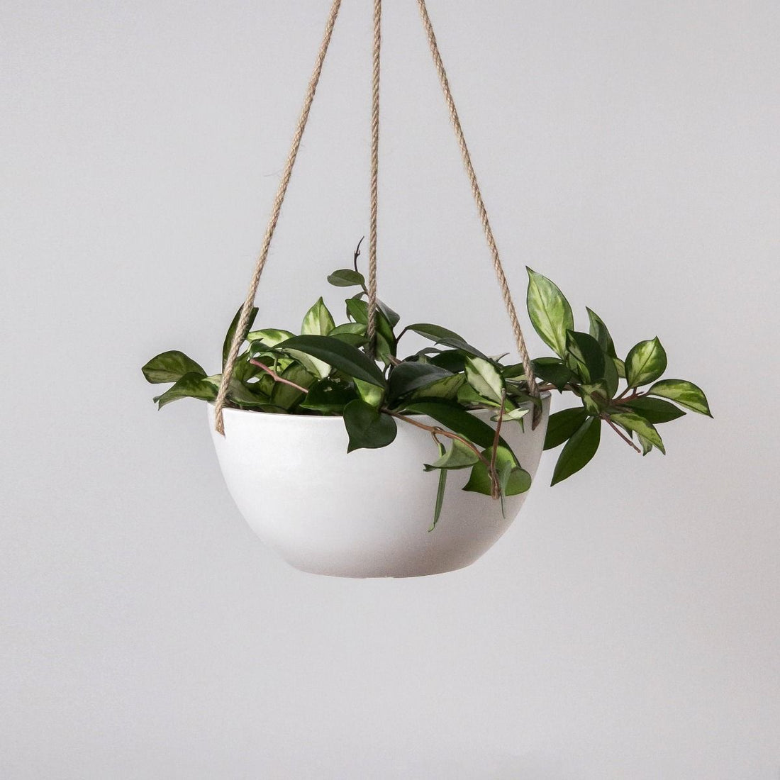 Boston Hanging Planter - The Flower Crate