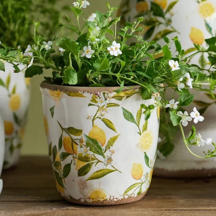 Botanical Lemon Jug Pot - The Flower Crate