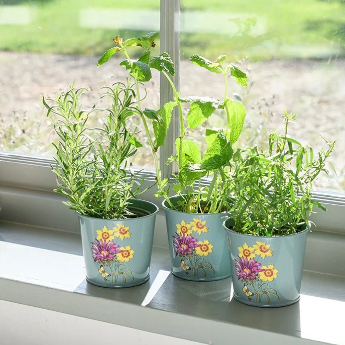 Burgon &amp; Ball - Aster Herb Pots - The Flower Crate