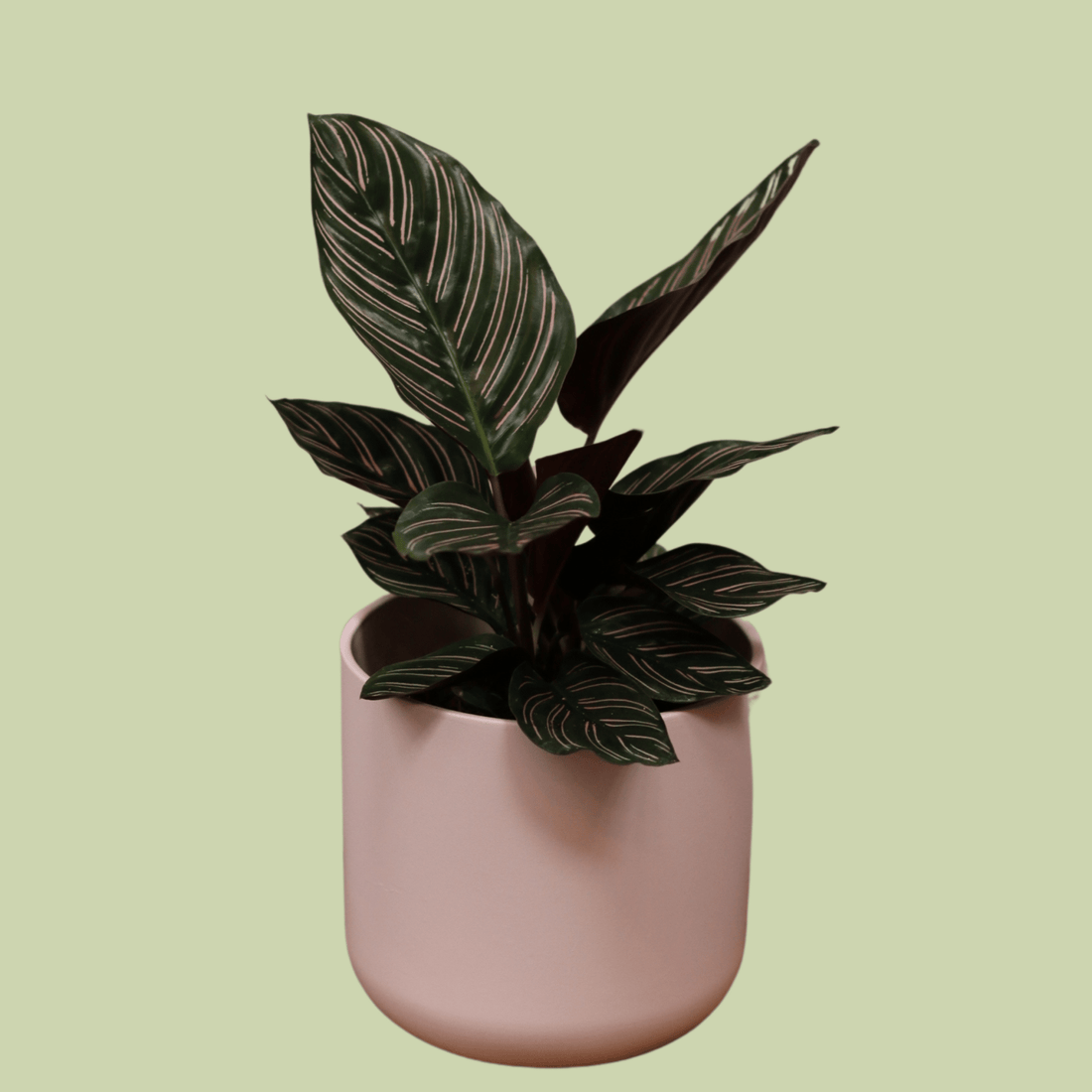 Calathea Ornata With Ceramic Planter Pot - The Flower Crate