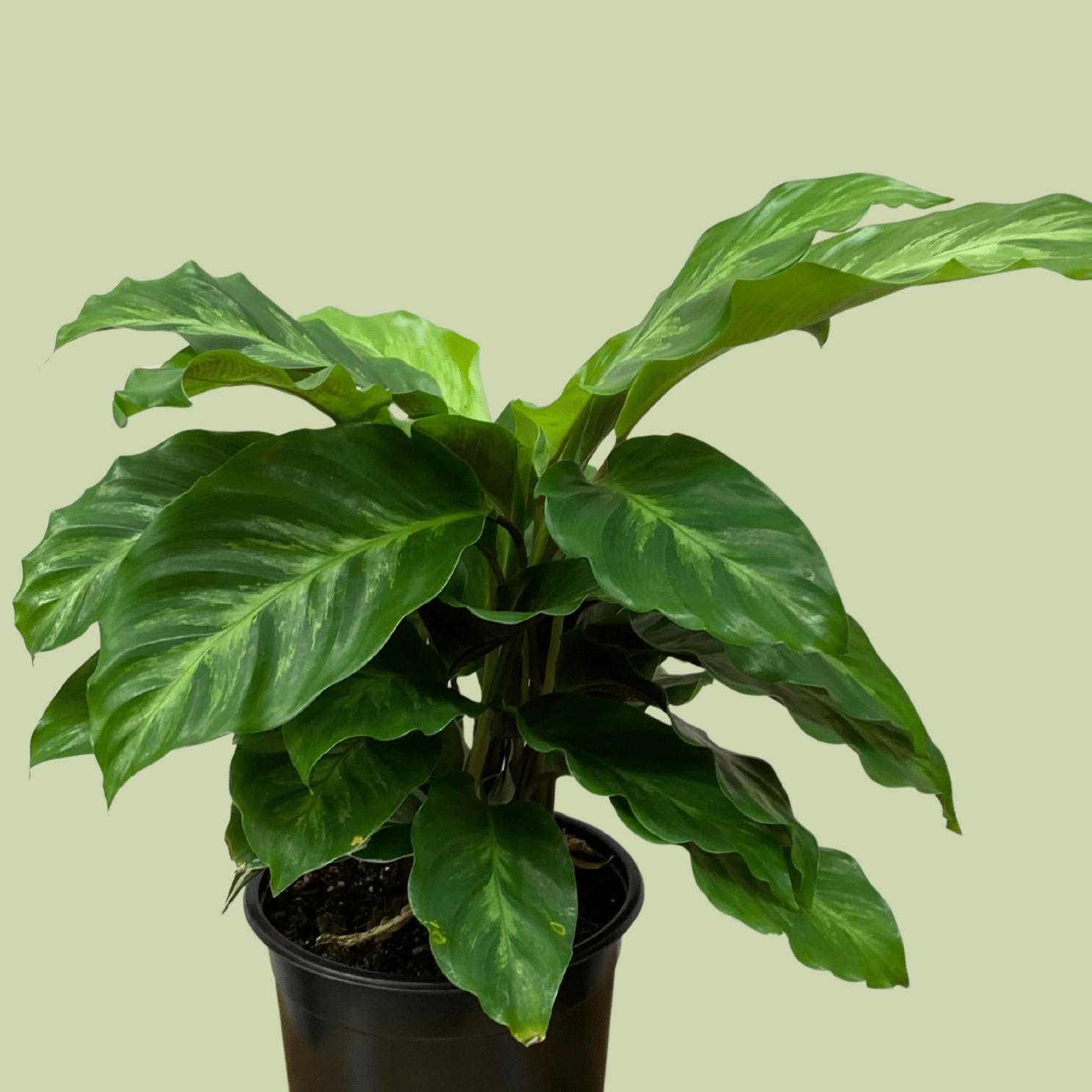 Calathea - Prayer Plant Maui Queen - The Flower Crate