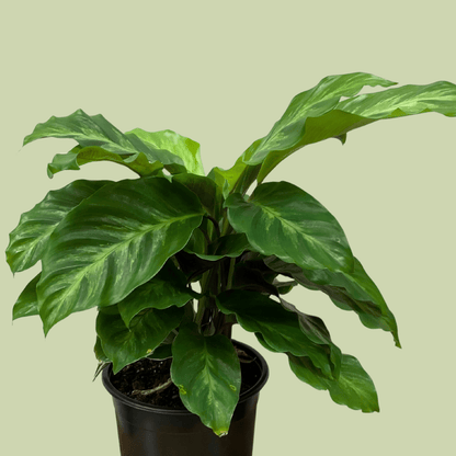 Calathea - Prayer Plant Maui Queen - The Flower Crate