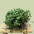 Callisia repens - The Flower Crate