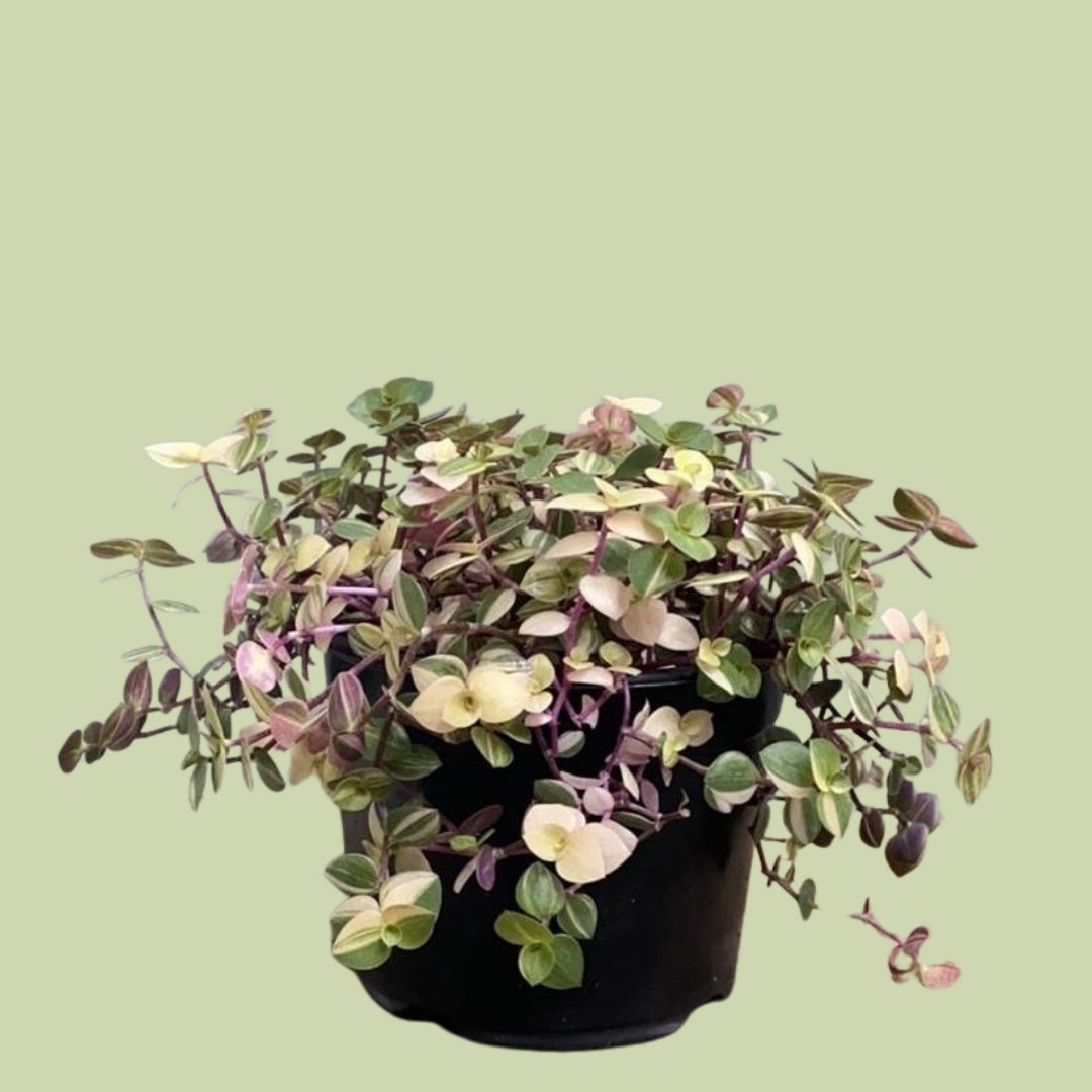 Callisia repens - The Flower Crate