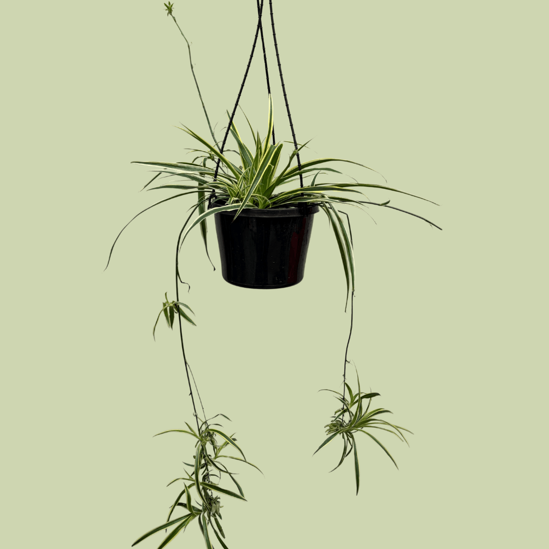 Chlorophytum (Variegated Spider Plant) Hanging Basket - The Flower Crate