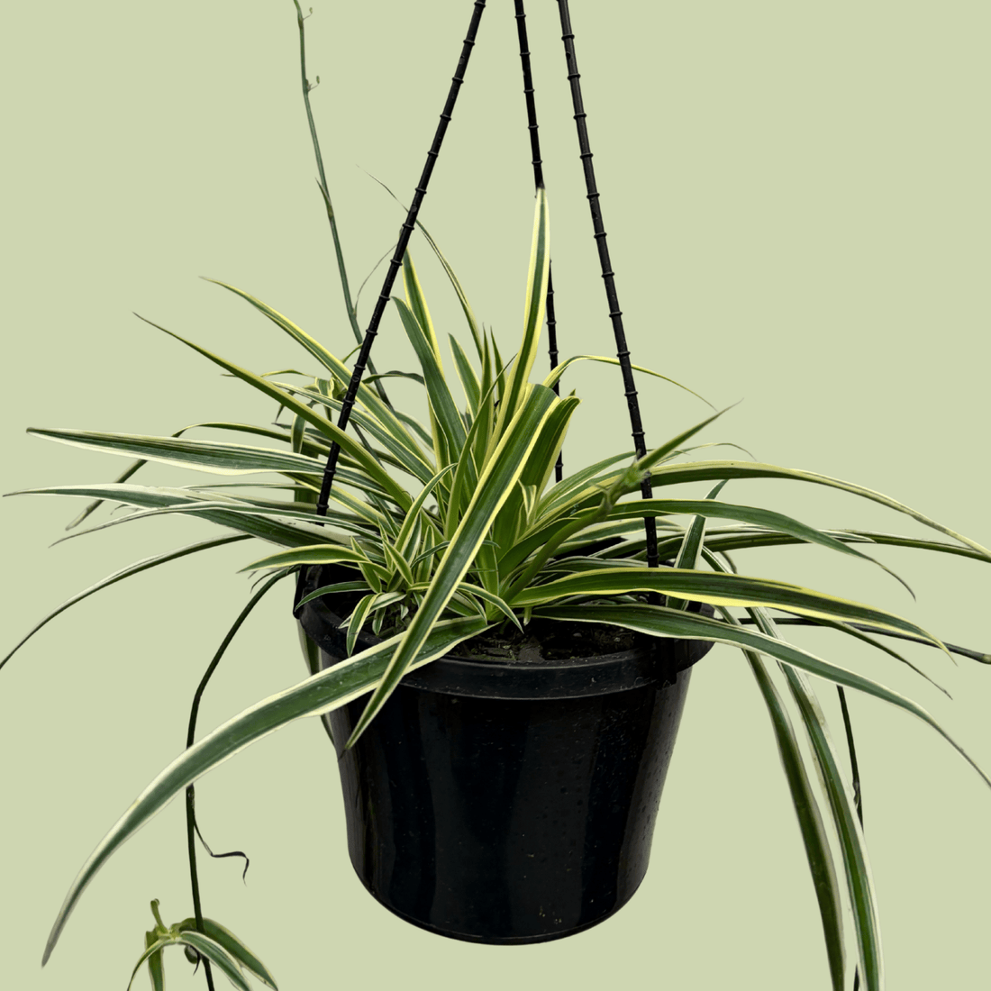 Chlorophytum (Variegated Spider Plant) Hanging Basket - The Flower Crate