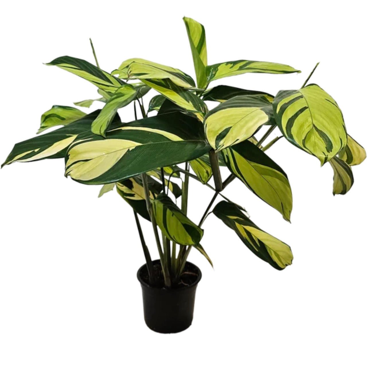 Ctenanthe Golden Mosaic - The Flower Crate