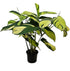 Ctenanthe Golden Mosaic - The Flower Crate