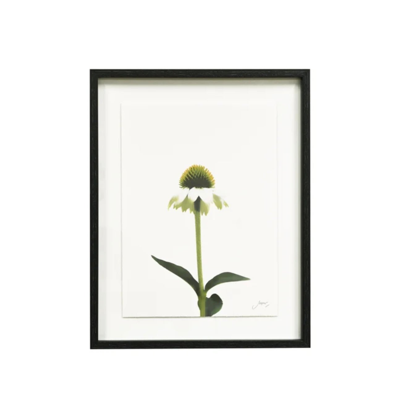 Echinacea Framed Wall Art - The Flower Crate
