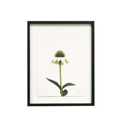 Echinacea Framed Wall Art - The Flower Crate