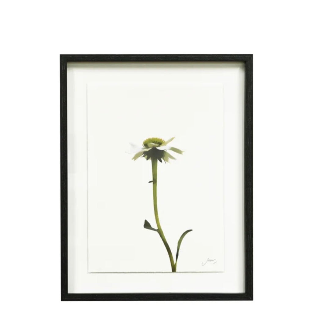 Echinacea Framed Wall Art - The Flower Crate