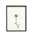 Echinacea Framed Wall Art - The Flower Crate