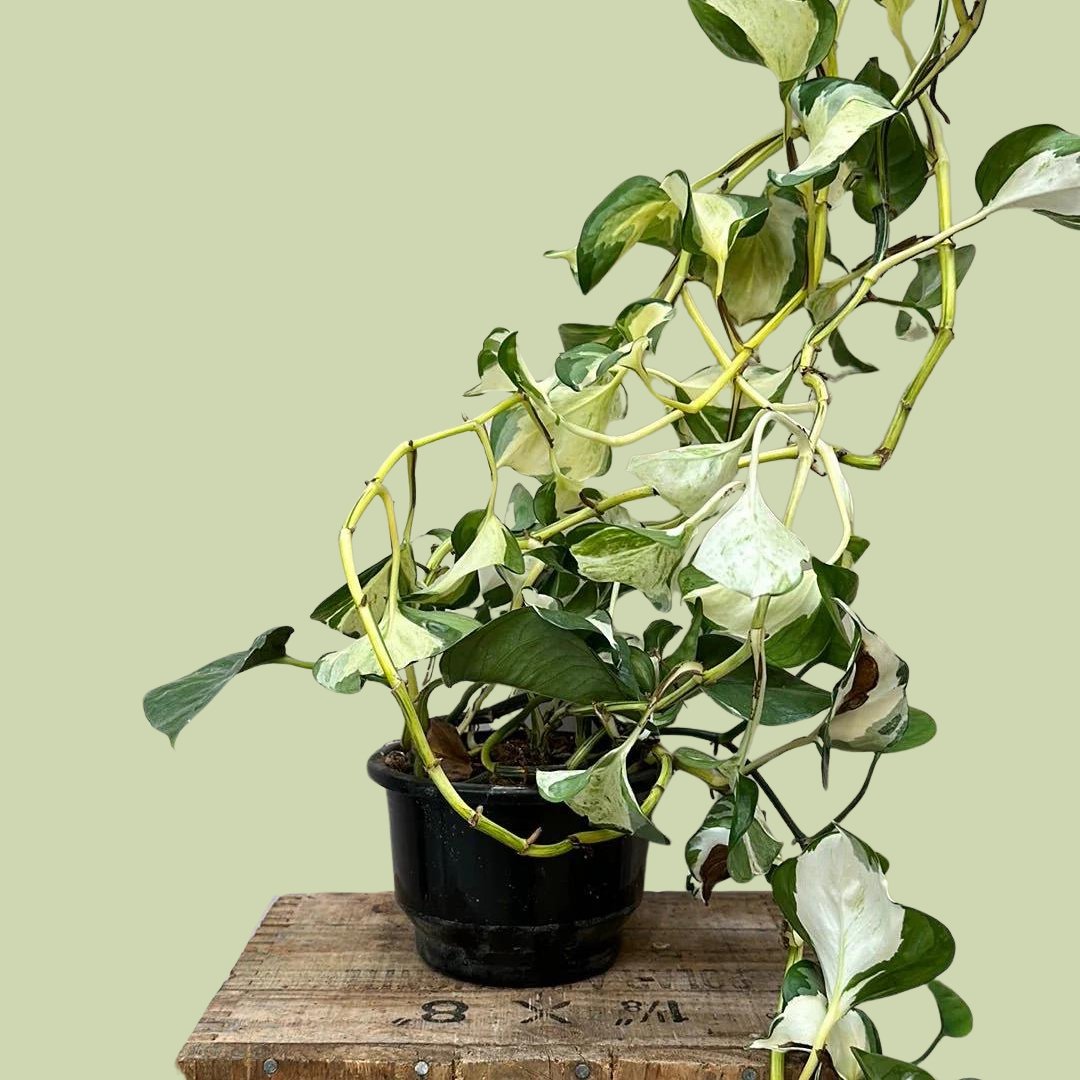 Epipremnum Manjula Hanger - The Flower Crate