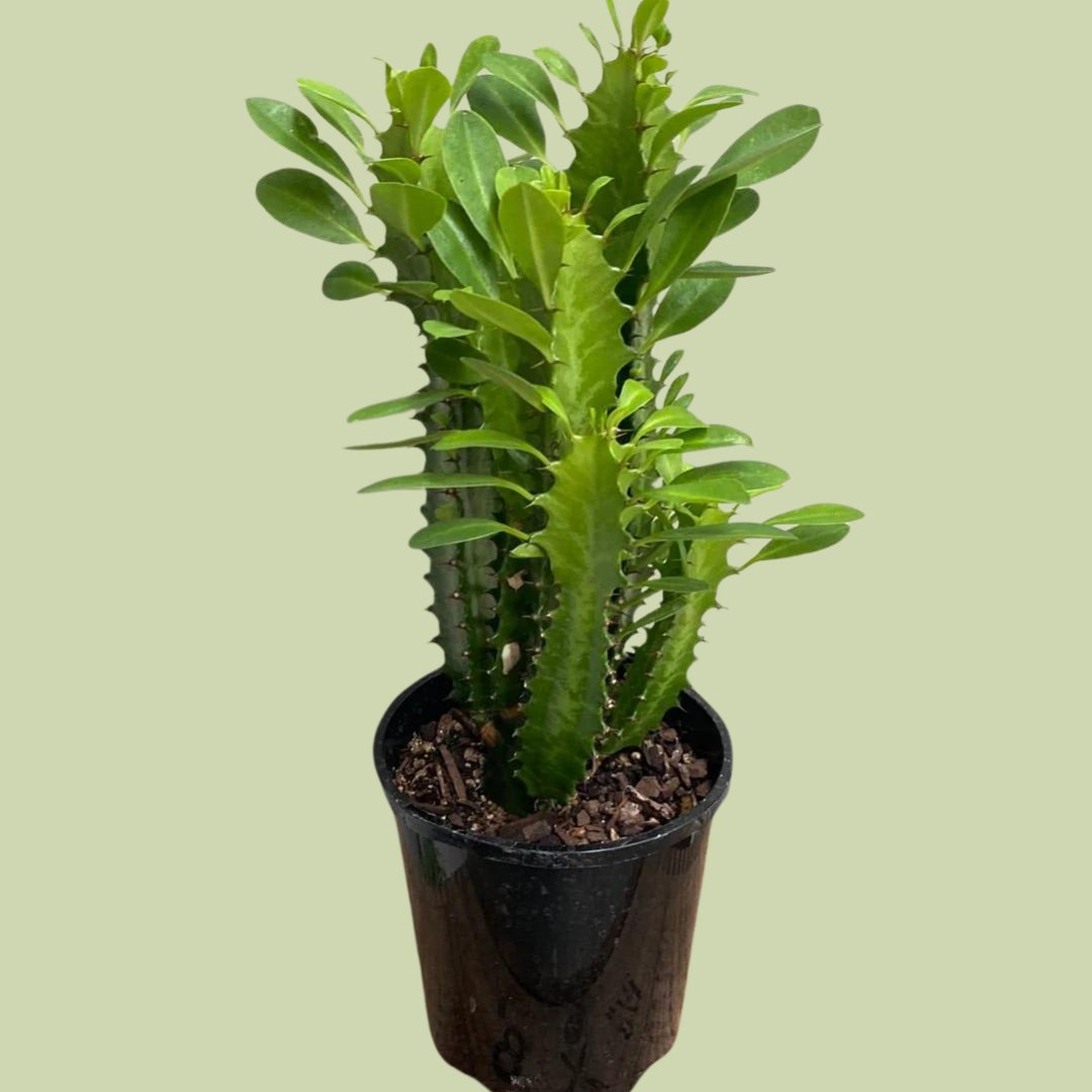 Euphorbia Trigona (African Milk Tree) - The Flower Crate