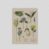 Father Rabbit - Botanical Collection Tea Towel - The Flower Crate