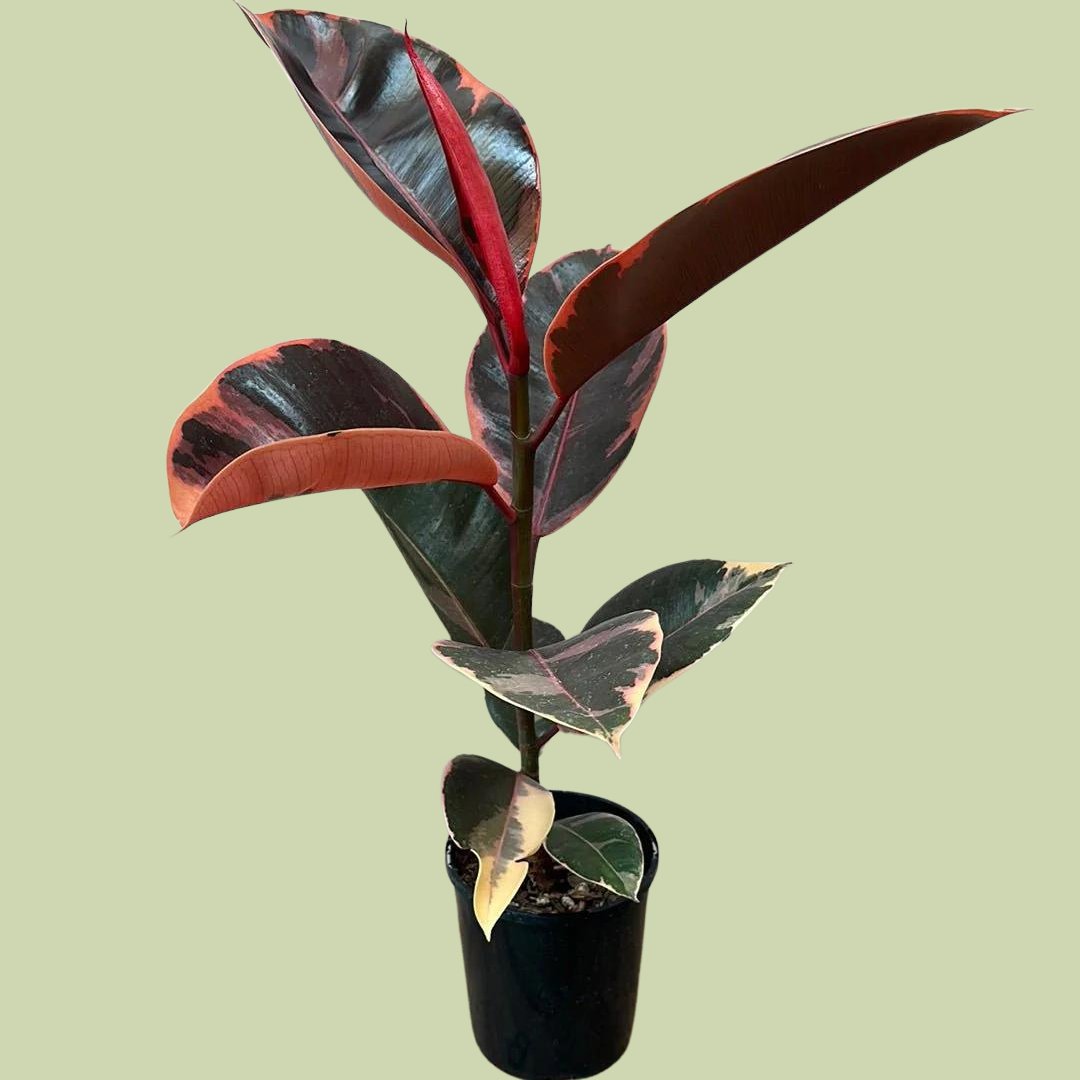 Ficus elastica variegated - Ruby - The Flower Crate