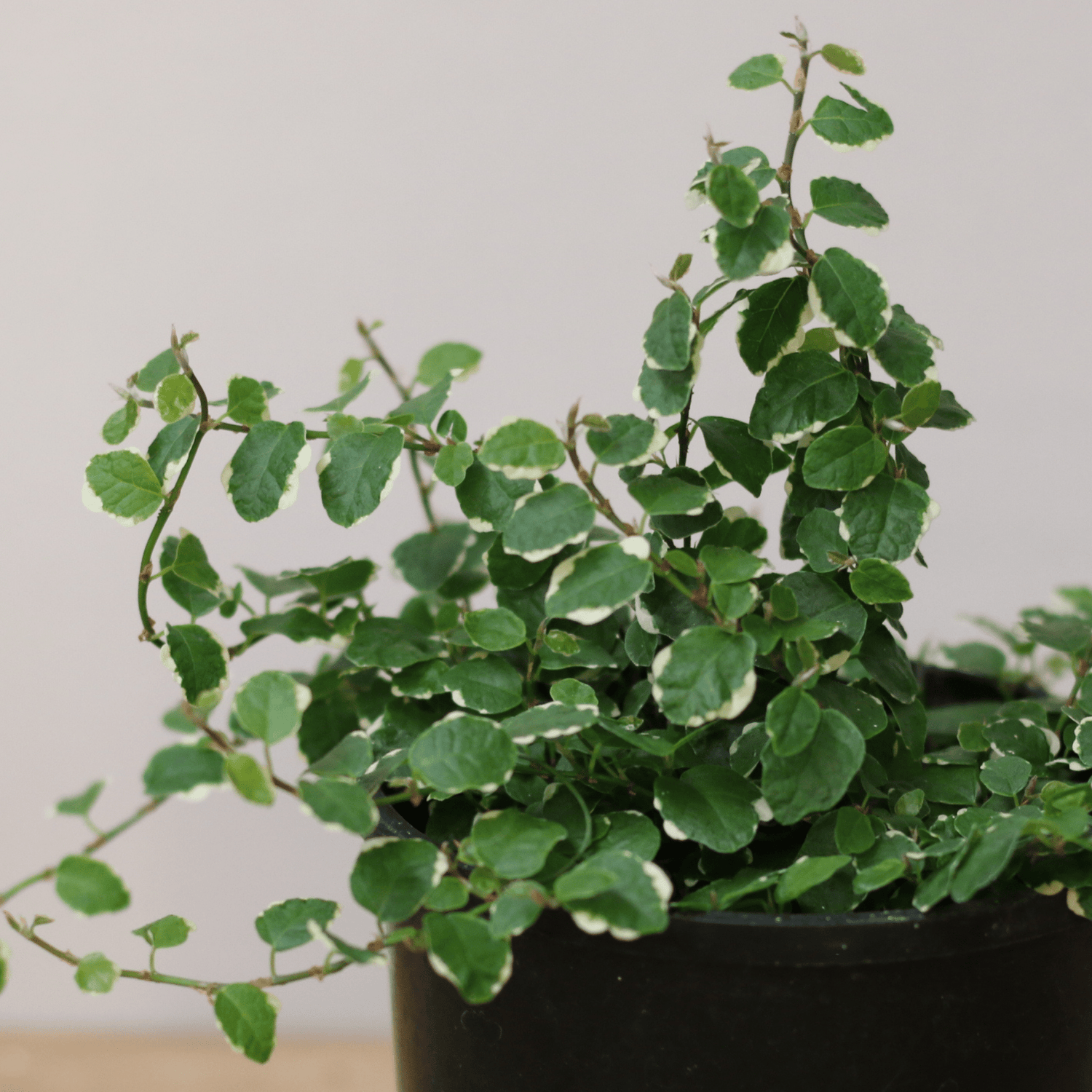 Ficus Frosty 12cm - The Flower Crate
