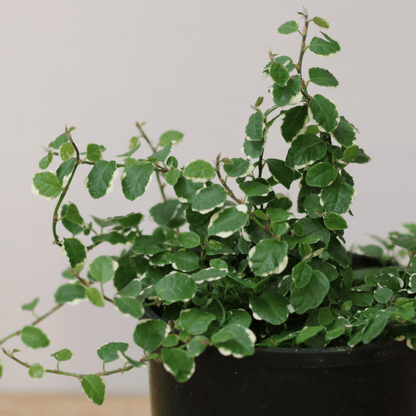Ficus Frosty 12cm - The Flower Crate