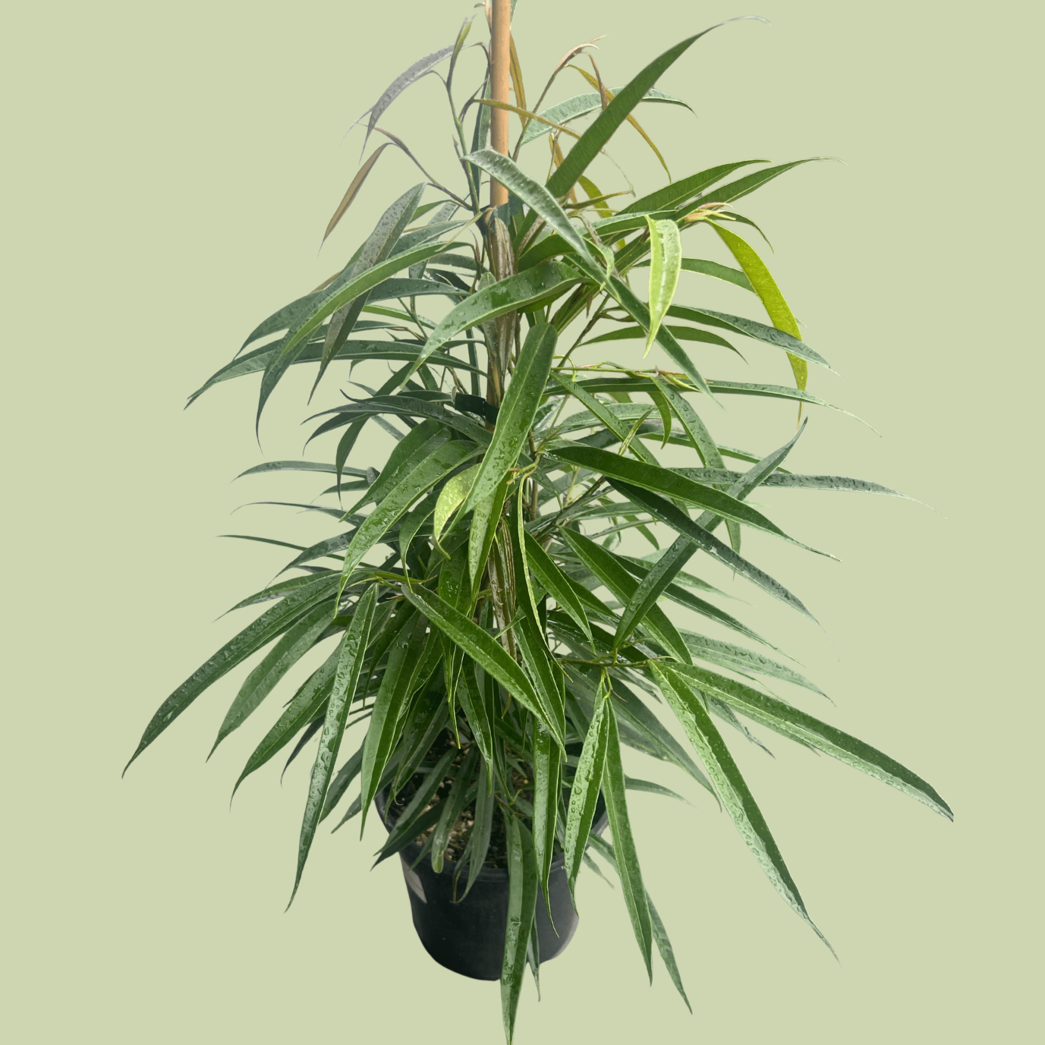 Ficus Petalli - The Flower Crate