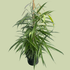 Ficus Petalli - The Flower Crate