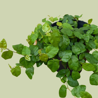 Ficus Pumila - The Flower Crate