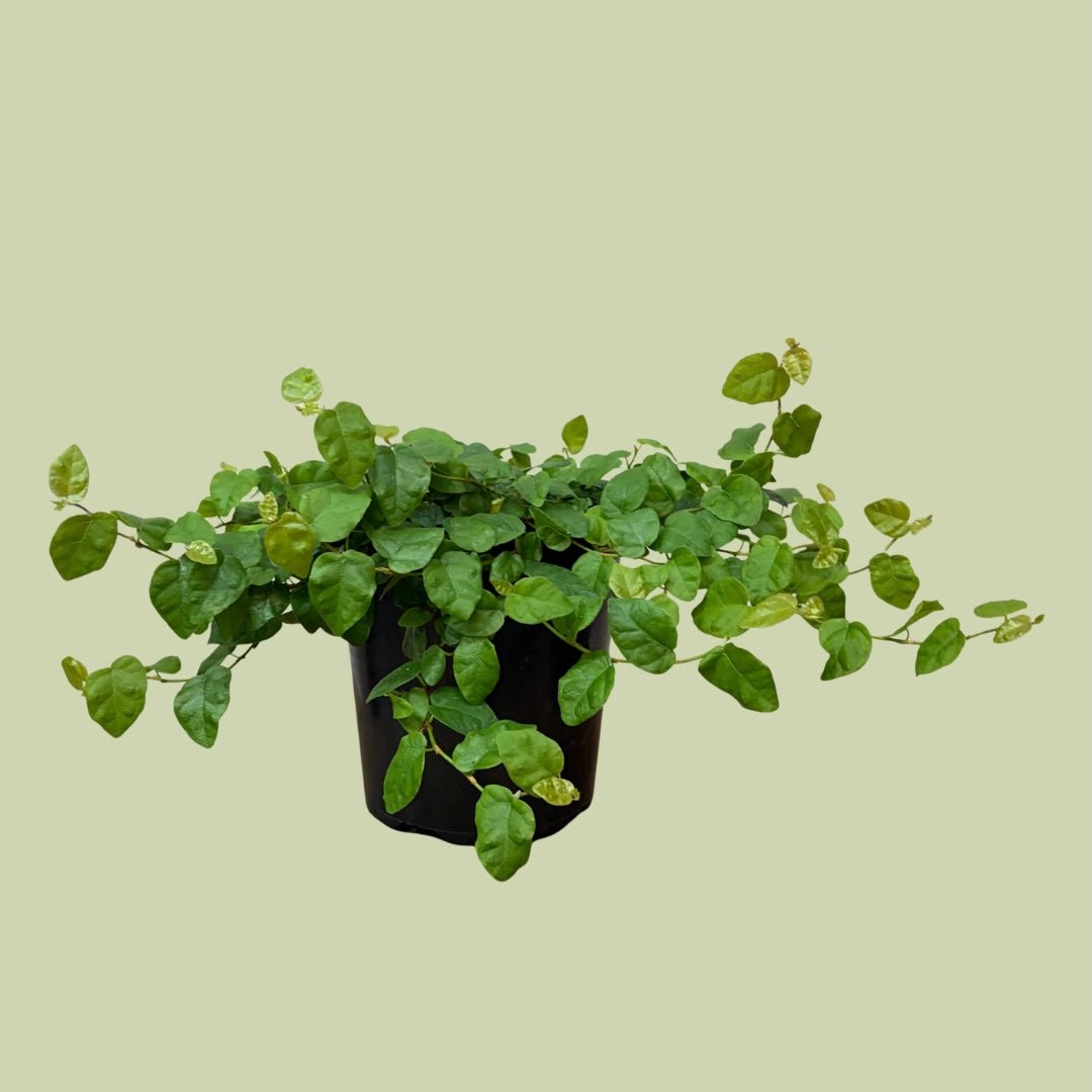 Ficus Pumila - The Flower Crate