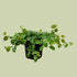Ficus Pumila - The Flower Crate