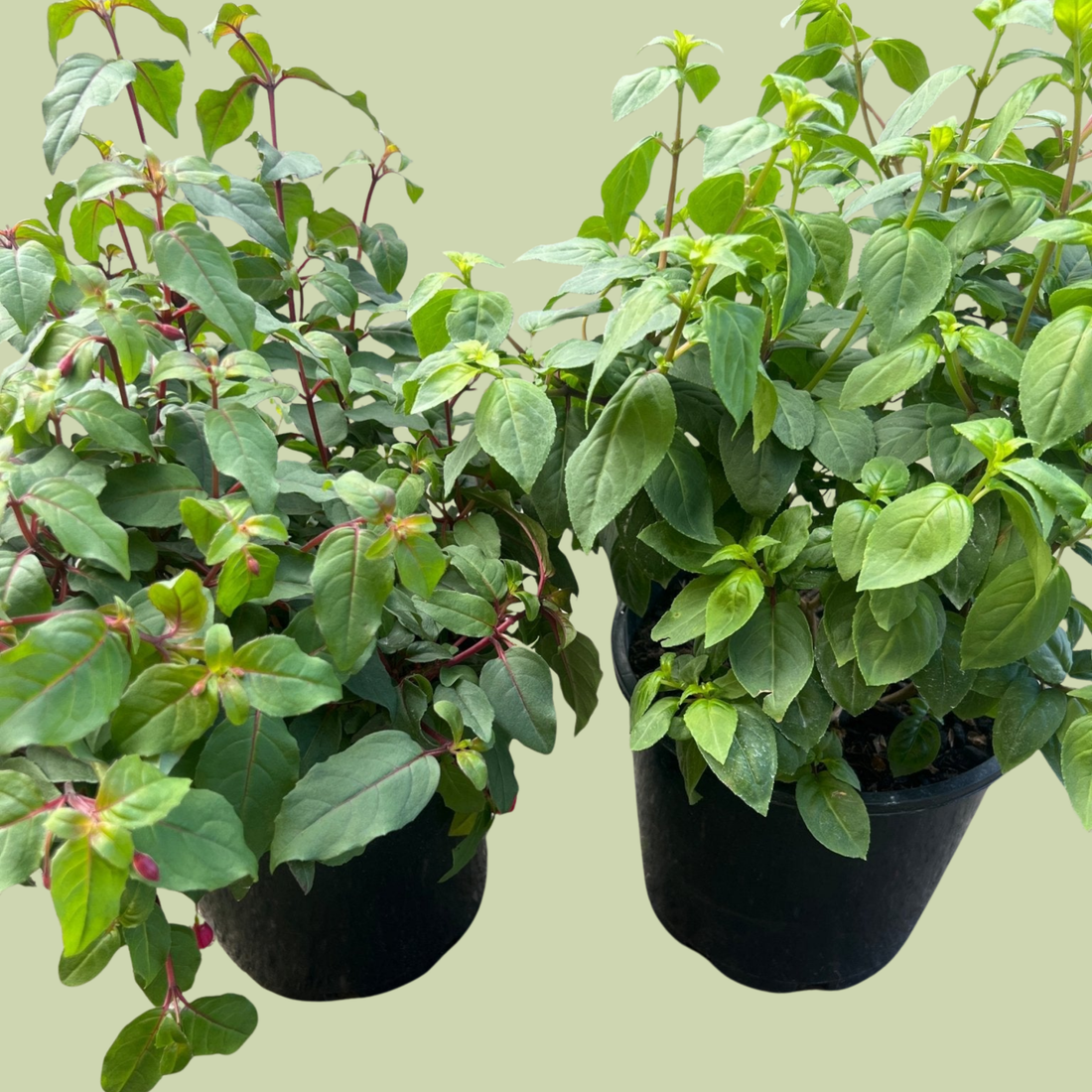 Fuchsia (Assorted) - The Flower Crate