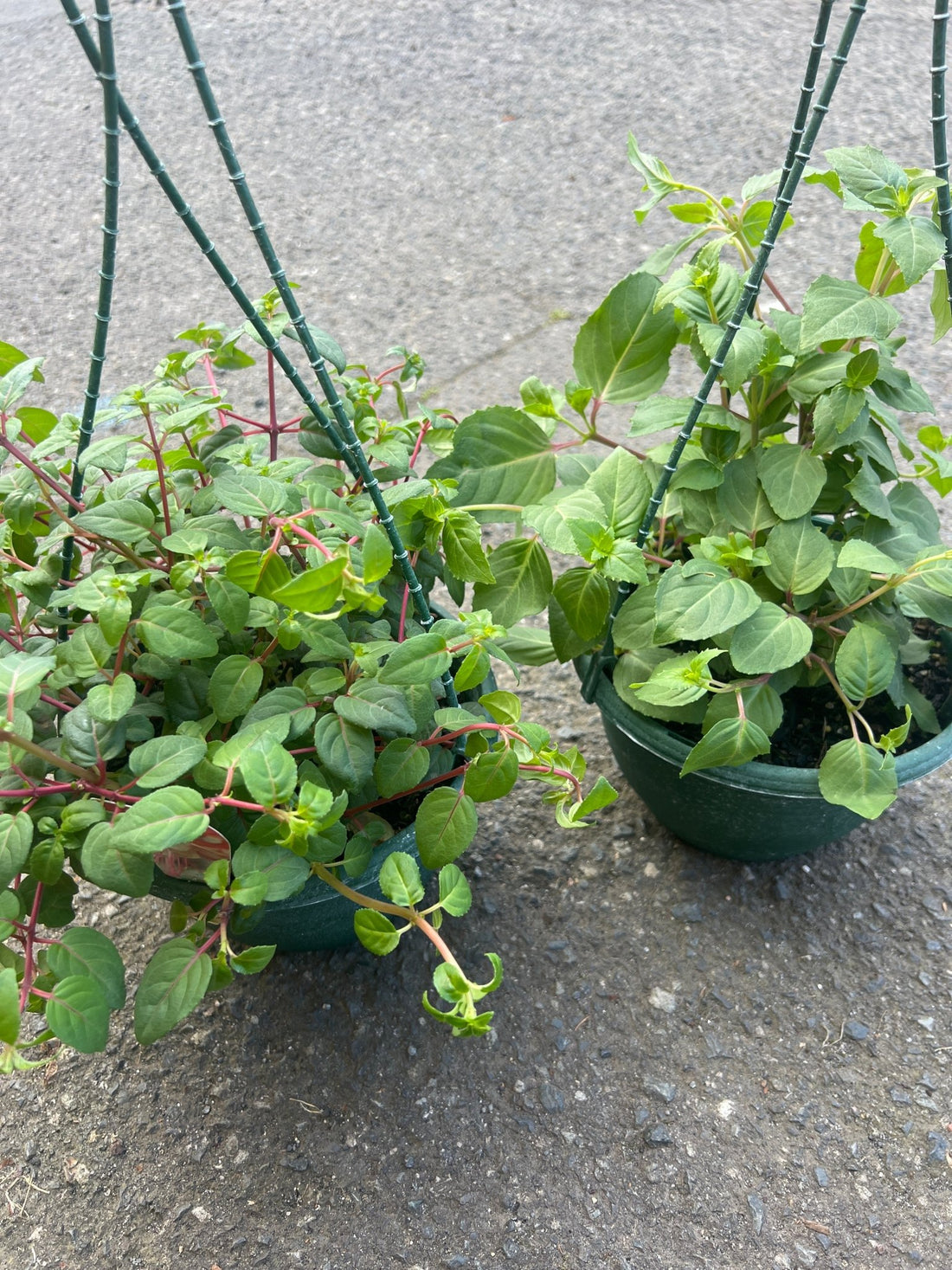 Fuchsia (Assorted) - The Flower Crate