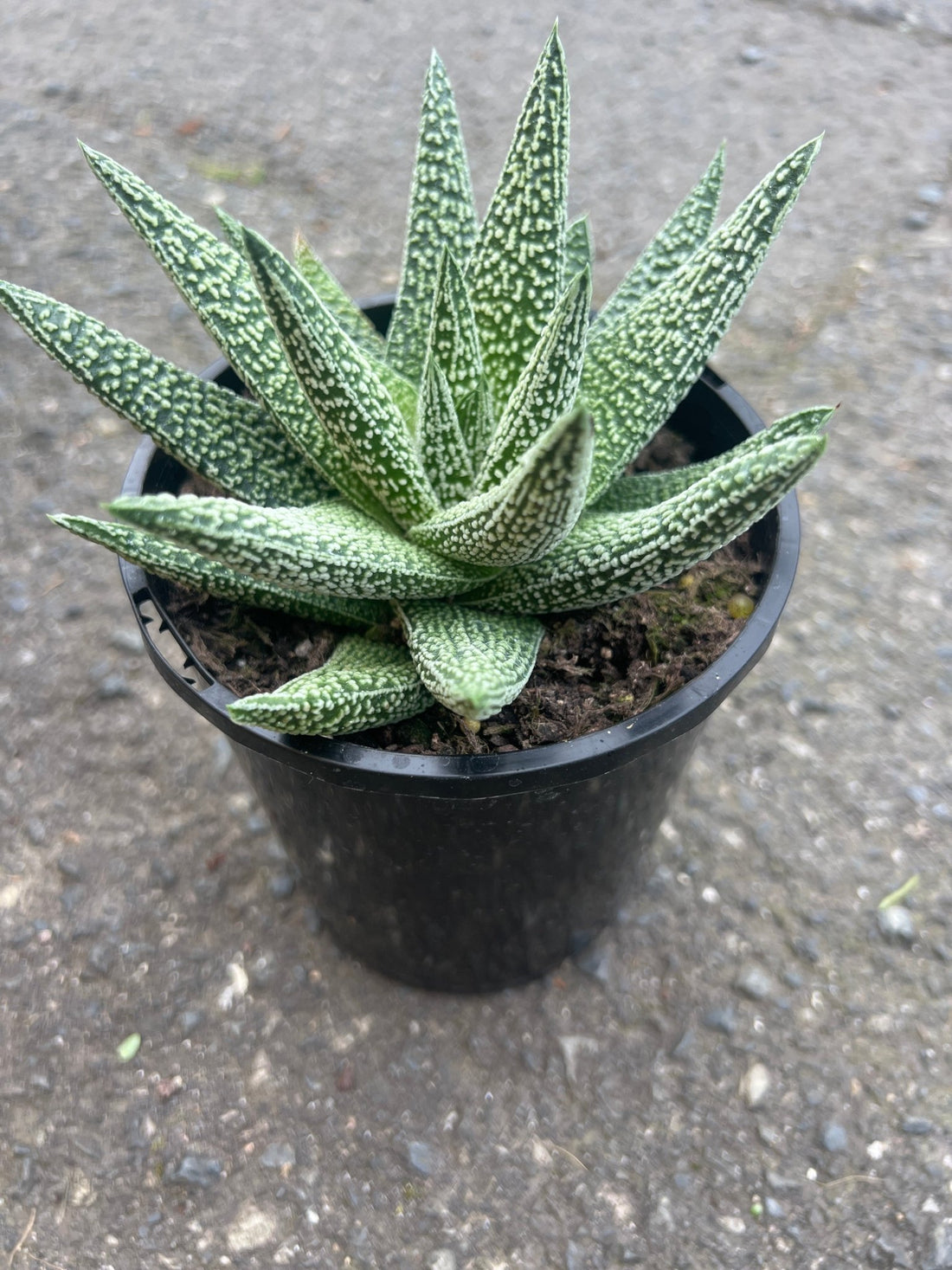 Gasteria - The Flower Crate