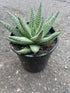 Gasteria - The Flower Crate