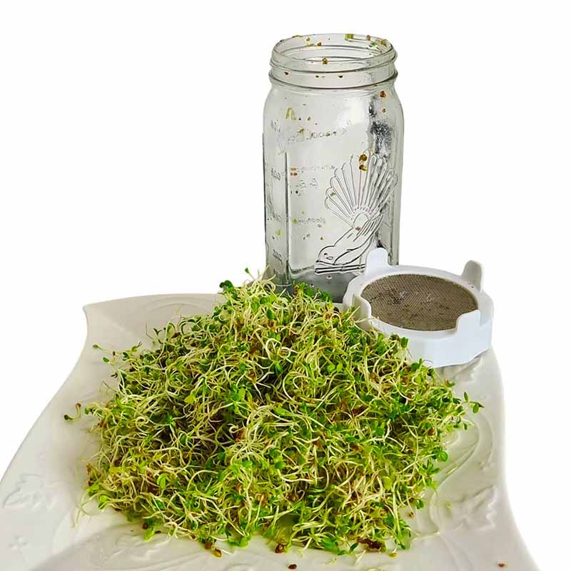 Goodlife - 1L Sprouting Jar Kit - The Flower Crate