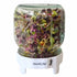 Goodlife - 500ml Sprouting Jar Kit - The Flower Crate