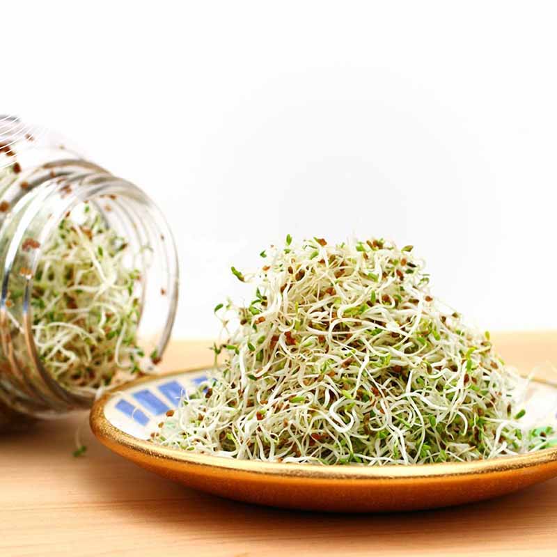 Goodlife - Alfalfa Sprouting Seeds - The Flower Crate