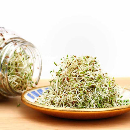 Goodlife - Alfalfa Sprouting Seeds - The Flower Crate