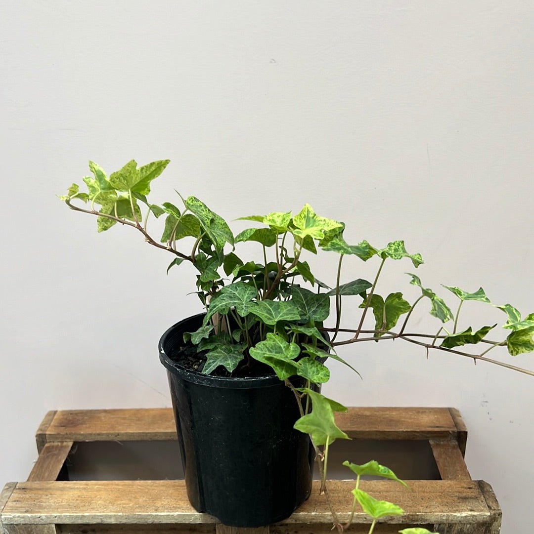 Hedera Variegated, Ivy - The Flower Crate