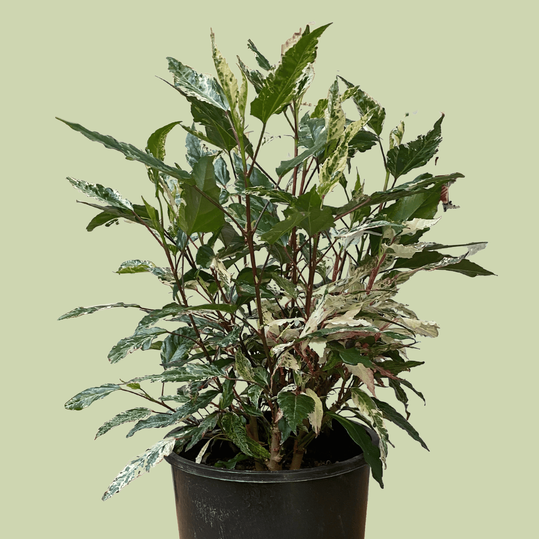 Hibiscus Variegated - The Flower Crate