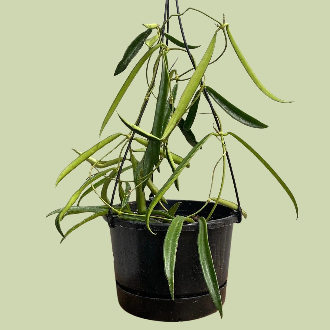 Hoya Shepherdii - The Flower Crate