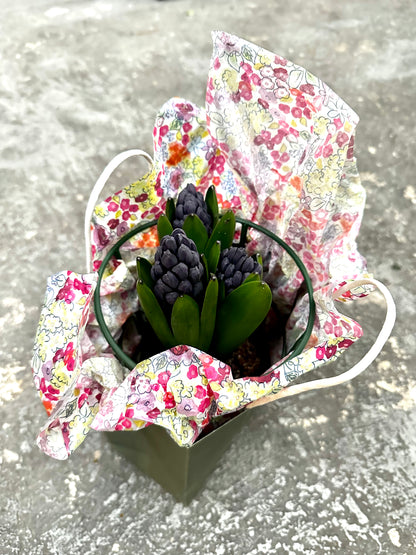 Potted Blue Hyacinth
