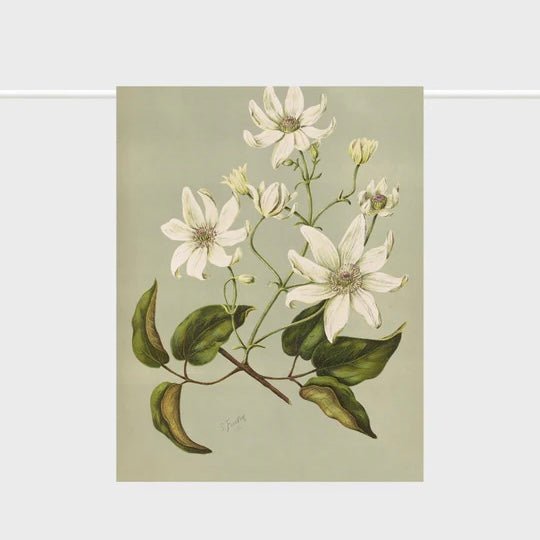 Lettuce - Clematis Indivisa - The Flower Crate