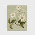 Lettuce - Clematis Indivisa - The Flower Crate